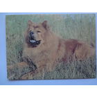 Календарик 1993 г.  Чау-Чау. (109).