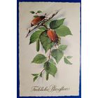 Открытка старинная. Пятидесятница. 1928 г.