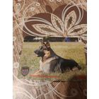 Календарик,реклама,2008