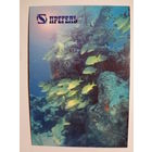 Календарик 1999 г. Прегель. Широкий ассортимент свежемороженой рыбы.