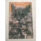 Карманный календарик. Котик.1993 год