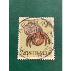 Австралия. Hermi Crab