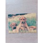 Календарик 1993