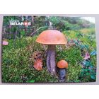 Серия "Планета Беларусь ". Подосиновики. Открытка, глянец