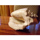 Океанская ракушка, Раковина рапан. Большая-20с м. Привезена с КУБЫ