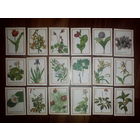 Спичечные этикетки. Сувенирный набор. Природная флора СССР.1987 год