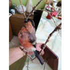 Панно настенное СССР