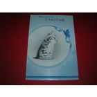 Моему маленькому счастью Котенок Россия Империя поздравлений Двойная чистая