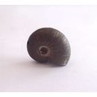 Аммонит Quenstedtoceras Квенштедтоцерас Ископаемый молюск Окаменелость 17 х 12 мм