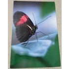 Посткроссинг. Открытка из Чехии: бабочка  (10х15). Прошла почту. Художественные марки, чёткий штемпель.