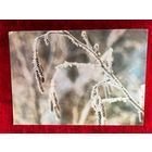 В. Кашо. Иней. 1982 год. Подписана!