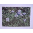 Календарик 1996 г.  Цветы.  ДЭБОР. Полиграфические услуги.