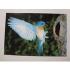 Календарик 1998 г. Птичка у гнезда.