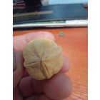 Четырёхстворчатый грецкий орех.