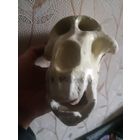 Череп. Павиан. Модель. 70е годы.