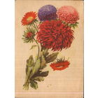 Подписанная открытка 1954г. "Астры" худ. И. Романов