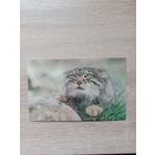 Открытка,1985