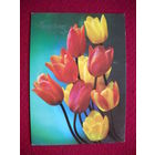 Поздравляю! Костенко 1979 г.