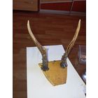 Вешалка из рогов касули . Распродажа старинных и винтажных ПРЕДМЕТОВ БЫТА  45 лотов с рубля  !