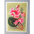 С020-5852 Открытка Серия Цветы нашей родины Цикламен Красавица Адлера Художник Романов 1964 Подписана