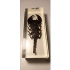 Скорпион в эпоксидке