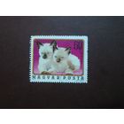 Венгрия 1974 г.Котята.