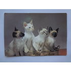 Календарик 1995 г.  Четыре котенка. (541).