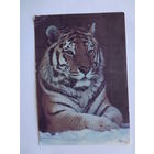 Календарик 1992 г Тигр.
