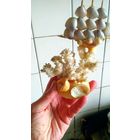 Сувенир. Коралл настоящий.