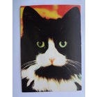 Календарик 1997 г. Черно-белый кот.