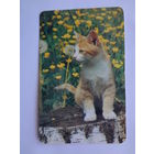 Календарик 1992 г. Котенок на пне.