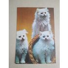 Карманный календарик.Кошки.1995 год