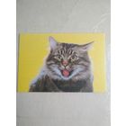 Карманный календарик. Кошки . 1996 год