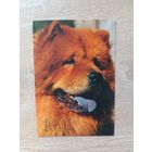 Календарик 1991