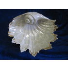 Ваза-ракушка 8,5х24 см. Фарфор, Городница.