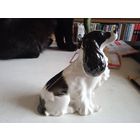 Собака  лфз