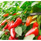 Семена перца Бабкин язык.