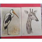 В. А. Ватагин. Открытки. 1961 г.