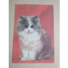 Карманный календарик.Кошки.1995 год