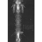 Lucifugum "Vector33" кассета