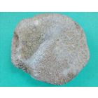 Окаменелость древнейшая!!