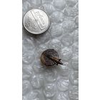 Значок космос, Луна 1959, тяжелый