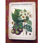 Культурные растения СССР
