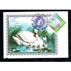 Филвыставка "Природа и мы" Беларусь 1995 год 1 картмаксимум