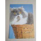 Карманный календарик.Кошки.1995 год