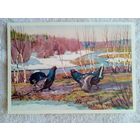 Сидоров. Тетеревиный ток