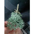 Елка елочка маленькая, 12 см СССР.