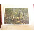 Открытка 1961 СССР Живопись Шишкин В лесу