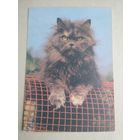 Карманный календарик.Кошки.1995 год