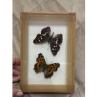 Бабочки под стеклом